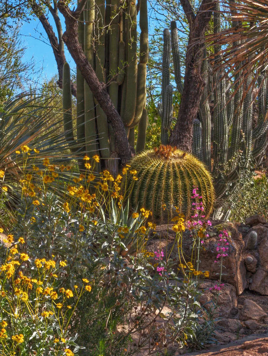 Sustainable Landscaping in Desert Areas A Greener Tomorrow