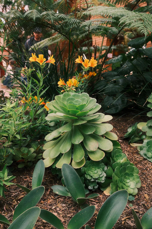 Effortless Beauty Create a Low-Maintenance Landscape