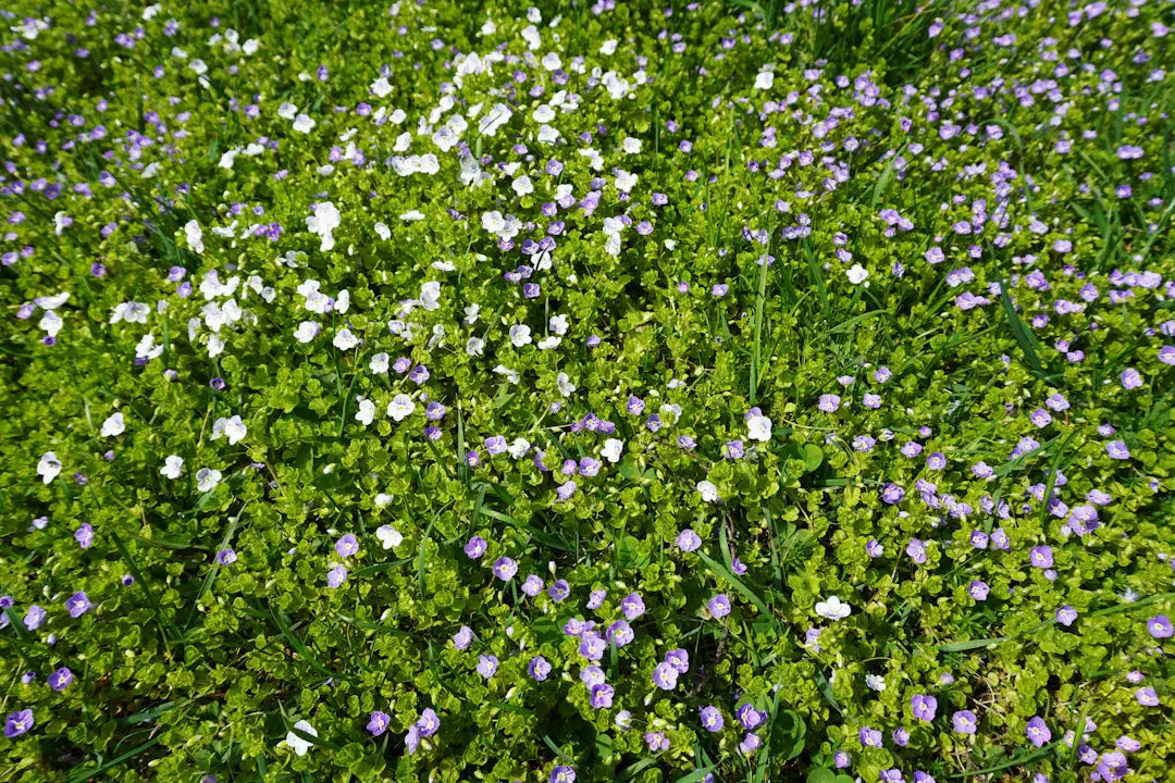 Explore Eco-Friendly Ground Cover for Your Landscape