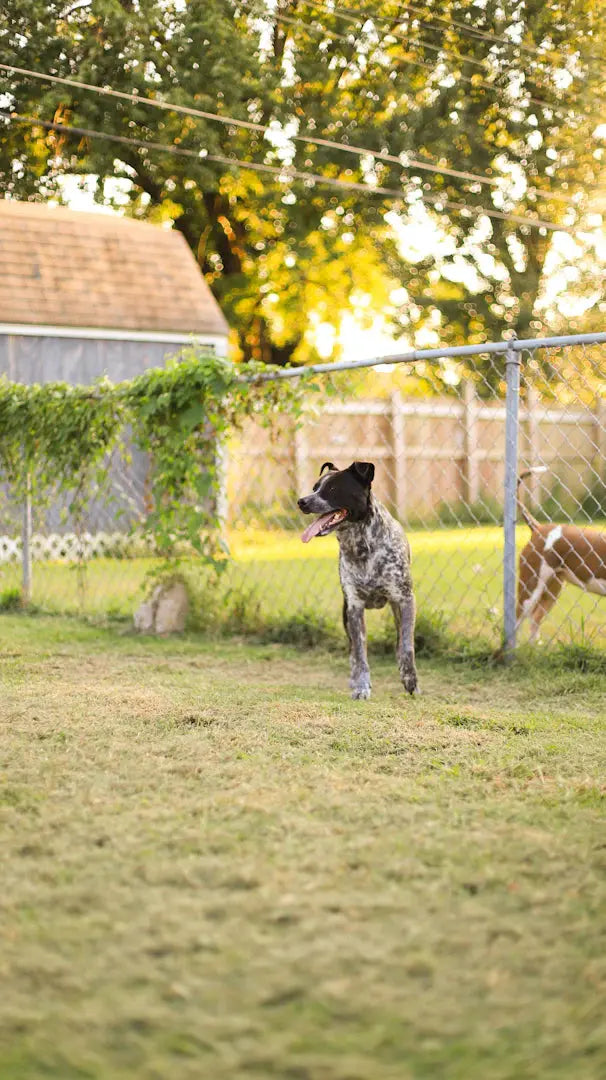 Creating the Ultimate Pet-Friendly Yard