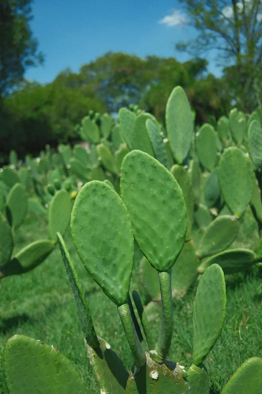 Transform Your Las Vegas Garden with Native Plants
