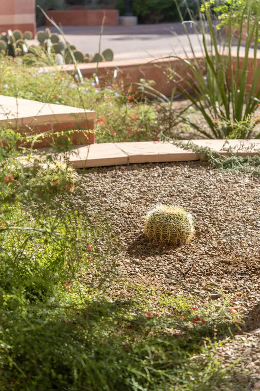 The Art of Xeriscaping Designing for the Desert