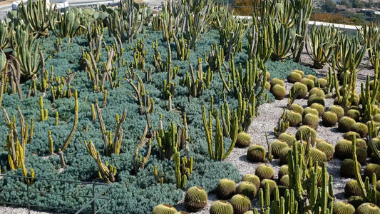 Top Water-Saving Tips for Desert Landscaping